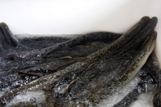 Lampreia em risco: o que acontece se a pesca for encerrada?