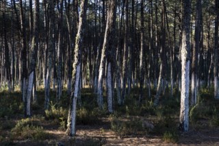 Mobilização Social em Ovar: Petição para Proteger Floresta Atraí Apoio e Pode Chegar à Comissão Europeia