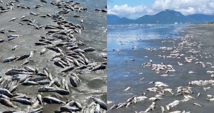 Peruíbe enfrenta tragédia ambiental com centenas de peixes mortos na praia