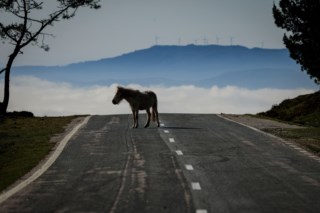 Cavalos selvagens da Galiza: Ecossistema em perigo e a luta contra incêndios florestais