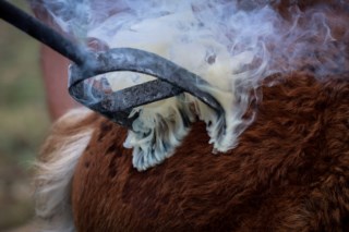 Cavalos selvagens da Galiza: Ecossistema em perigo e a luta contra incêndios florestais