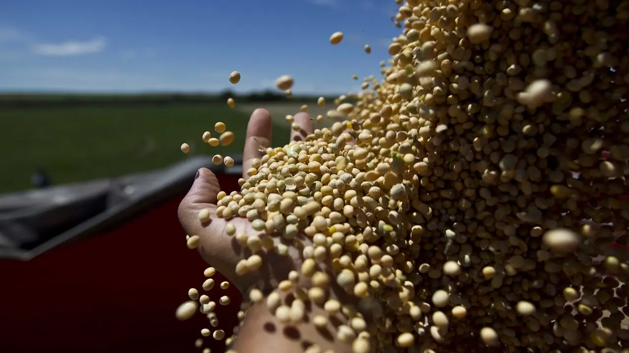 Soja Brasileira: O Grande Vencedor da Disputa Comercial entre EUA e China?