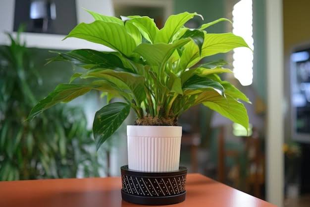 Estratégias Criativas para Esconder Suprimentos Durante a Lei Marcial