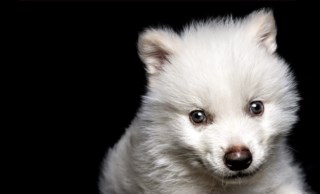 Cientistas trazem lobo gigante extinto à vida com edição genética