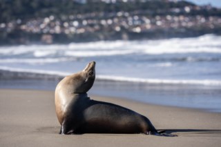 Crise de Leões-marinhos Envenenados na Califórnia: Uma Emergência Marinha Alarming