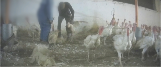 Documentário revela violência na indústria da carne e suas consequências