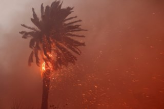 Los Angeles e o Futuro das Palmeiras: Entre a Tradição e os Riscos dos Incêndios