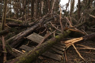 Queda de 98 mil árvores desencadeada pela depressão Martinho em Sintra gerará plano de replantio