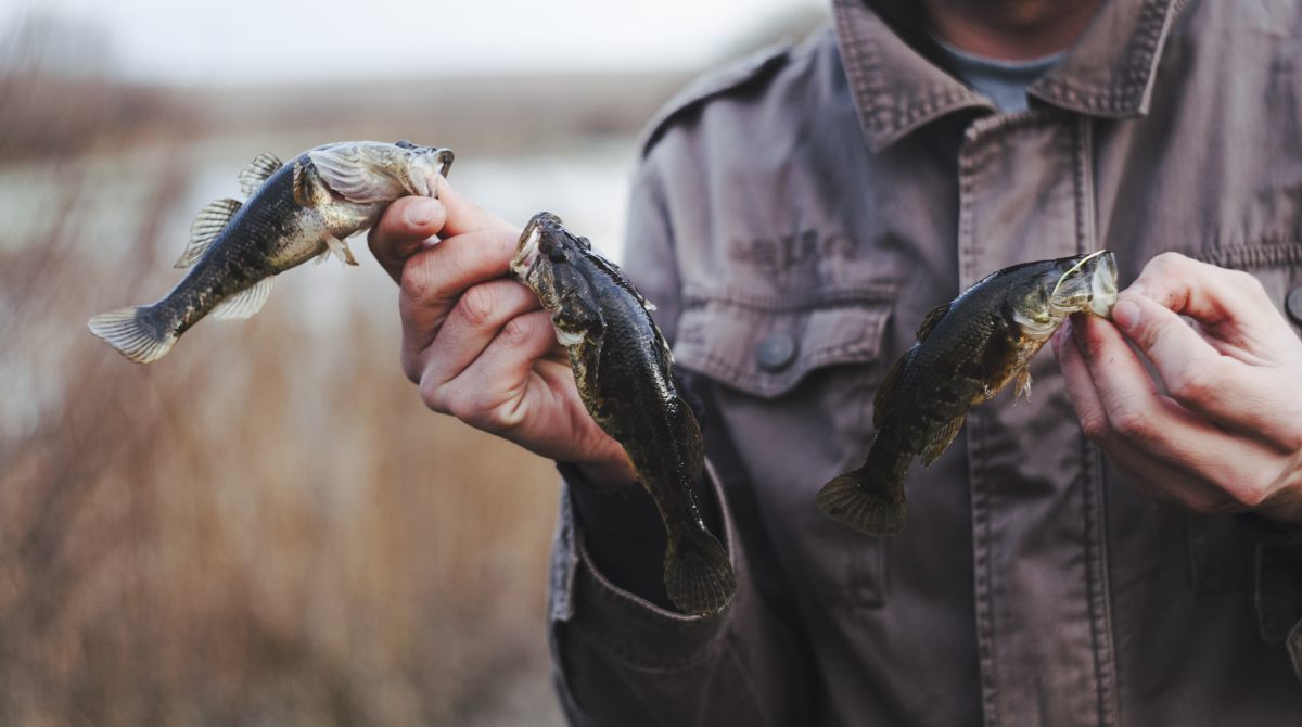 Quaresma: O Crescente Consumo de Peixes e Seus Desafios no Agronegócio