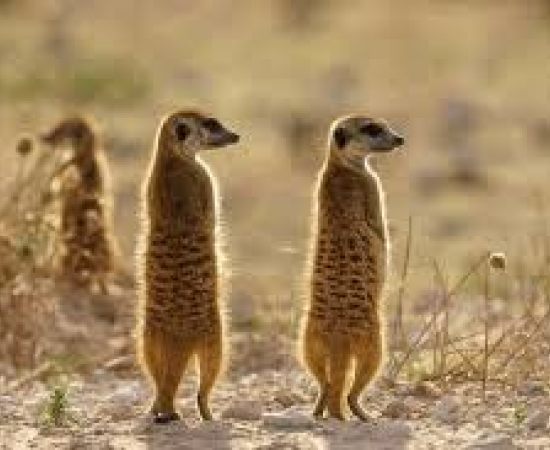 Liderança Rotativa dos Suricatas: Lições para Resolver Conflitos Humanos