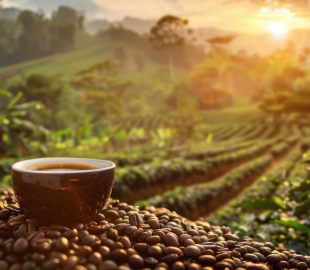 Remineral de rochas: A Inovação que Está Transformando a Produtividade do Café na Bahia