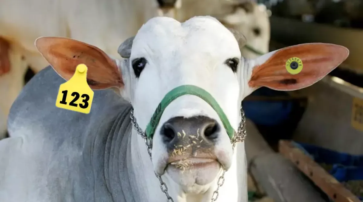 Descubra o Boi que Usa Brinco no Programa A Força do Agro #336