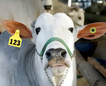 Descubra o Boi que Usa Brinco no Programa A Força do Agro #336