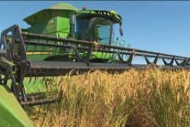 Governo libera R$ 7,1 bilhões para escoamento da safra recorde em 2025