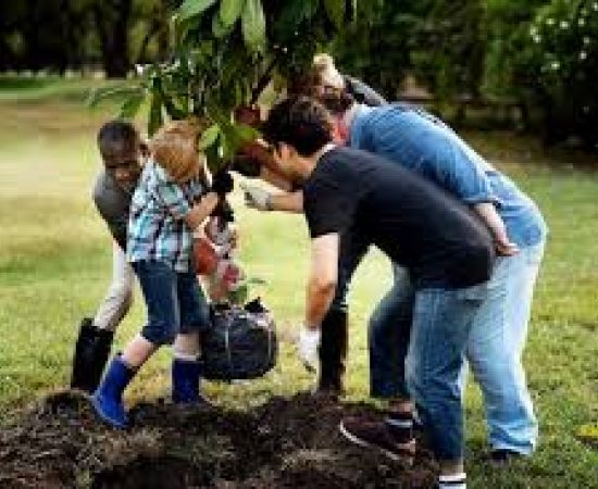 Cascais: Plantando Árvores para um Futuro Sustentável e Global