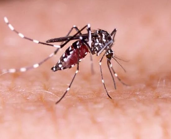 Vacina da Dengue: Menos de 50% dos Jovens Tomaram a 2ª Dose