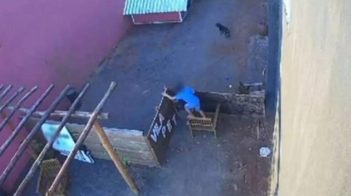 Garoto de 9 Anos Mata 23 Animais: Uma Análise Libertária do Caso Chocante