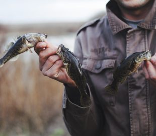 Quaresma: O Crescente Consumo de Peixes e Seus Desafios no Agronegócio