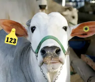 Descubra o Boi que Usa Brinco no Programa A Força do Agro #336