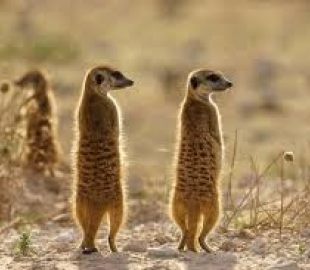 Liderança Rotativa dos Suricatas: Lições para Resolver Conflitos Humanos