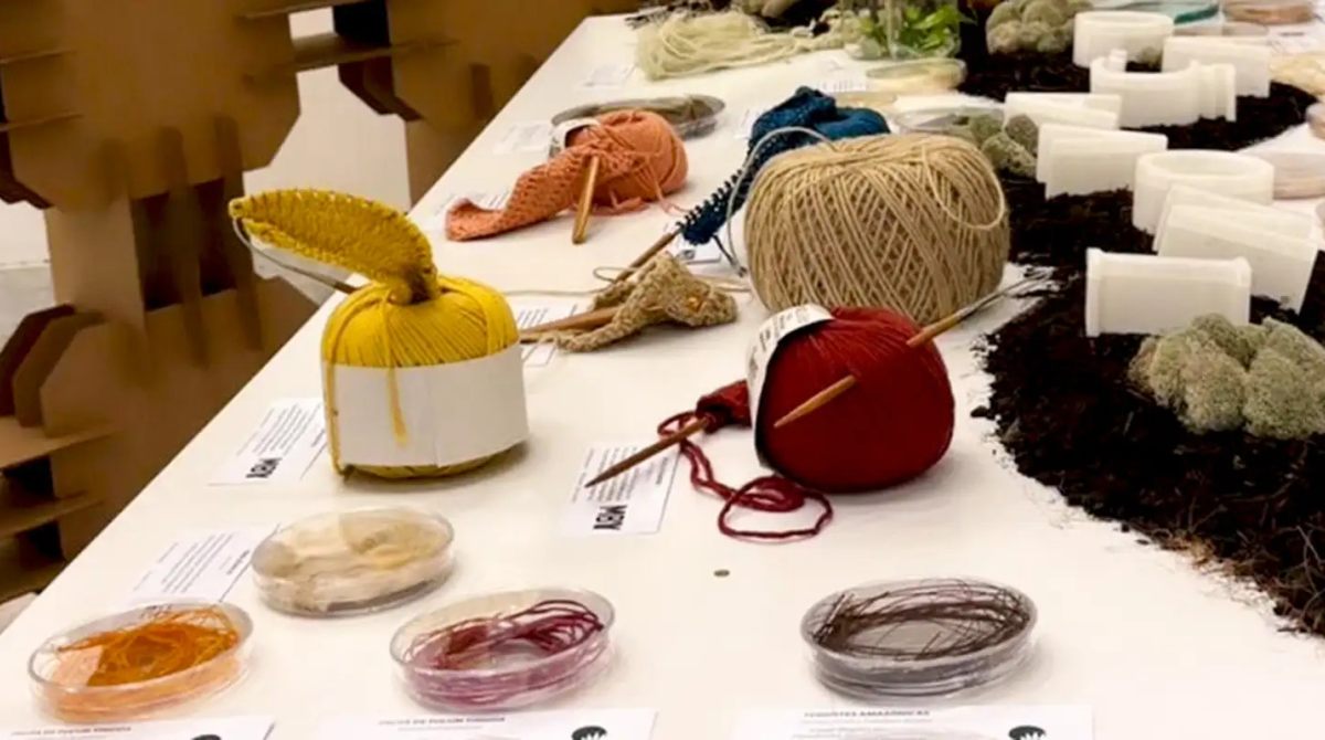 Oportunidades da Bioeconomia na Amazônia: Renda, Conservação e Tradição Cultural