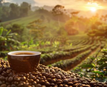 Remineral de rochas: A Inovação que Está Transformando a Produtividade do Café na Bahia