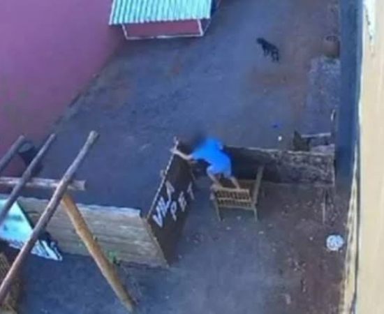 Garoto de 9 anos mata 23 animais: Análise libertária do caso