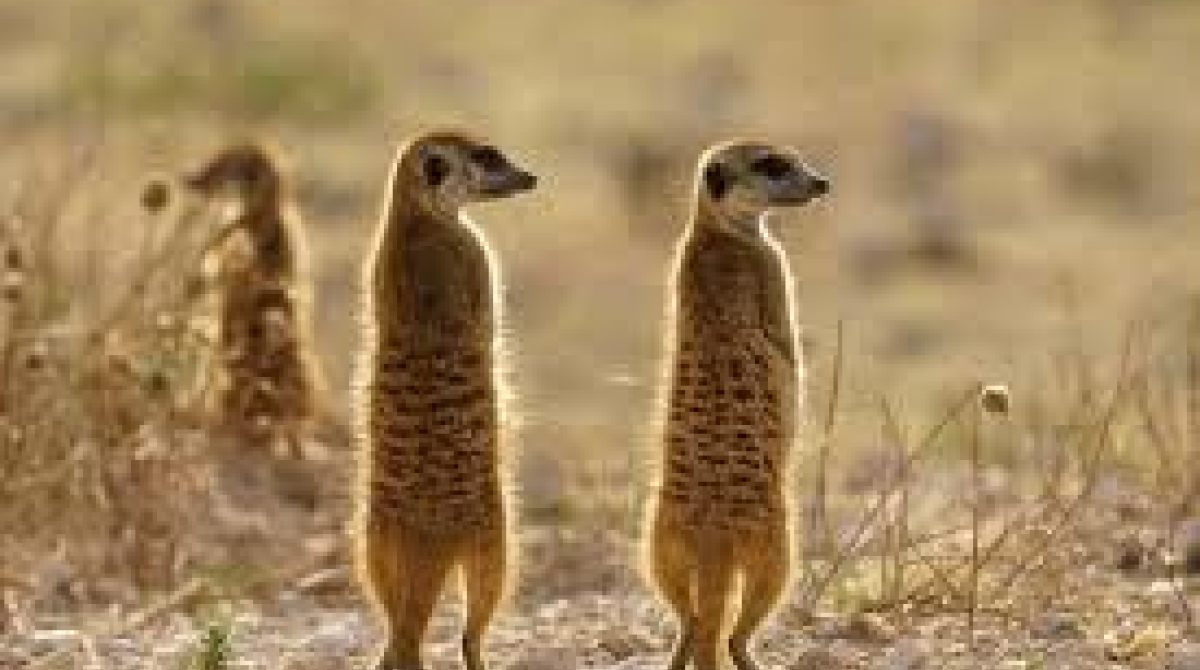 Liderança Rotativa dos Suricatas: Lições para Resolver Conflitos Humanos