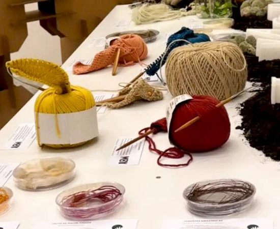 Oportunidades da Bioeconomia na Amazônia: Renda, Conservação e Tradição Cultural