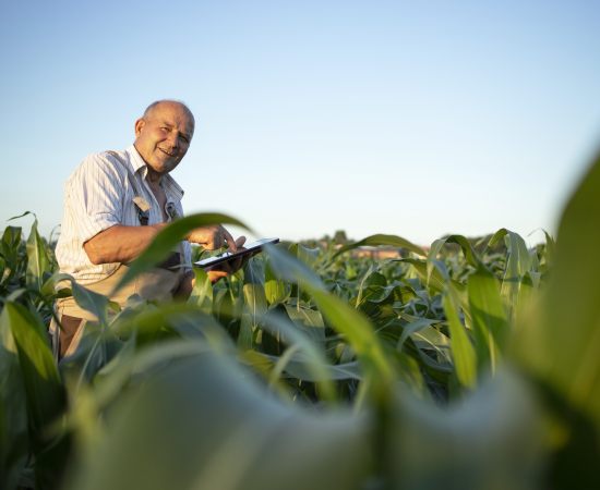 Você Sabia Que o Brasil Está Cultivando Uma Quarta Safra? Descubra a Revolução do Carbono!